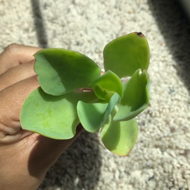 Plant image Echeveria Pallida