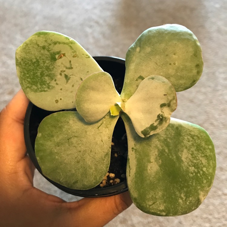 Plant image Cotyledon Orbiculata 'Silver Peak'