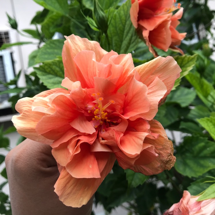 Plant image Hibiscus rosa-sinensis 'Apricot Brandy'