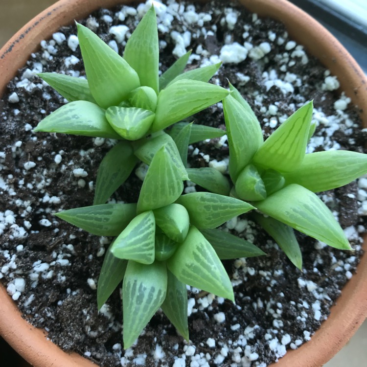 Plant image Haworthia Turgida