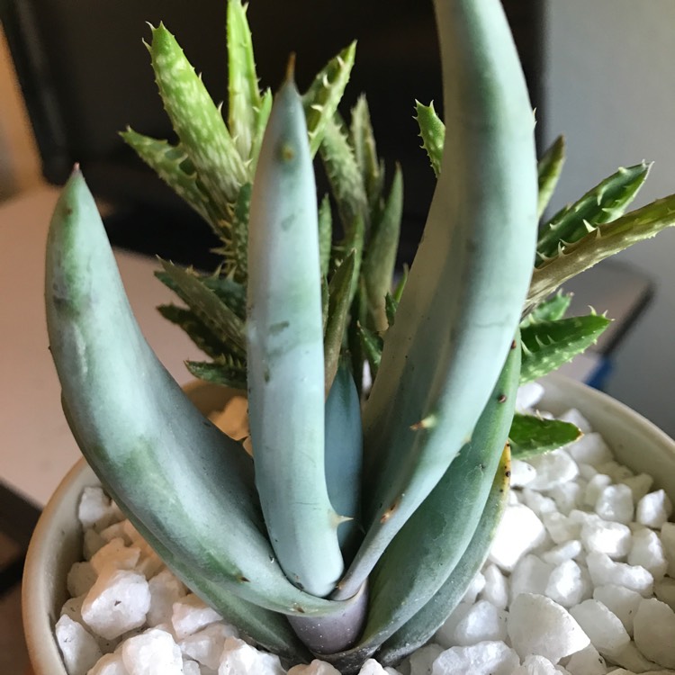 Plant image Aloe aculeata 'Black Thorns'