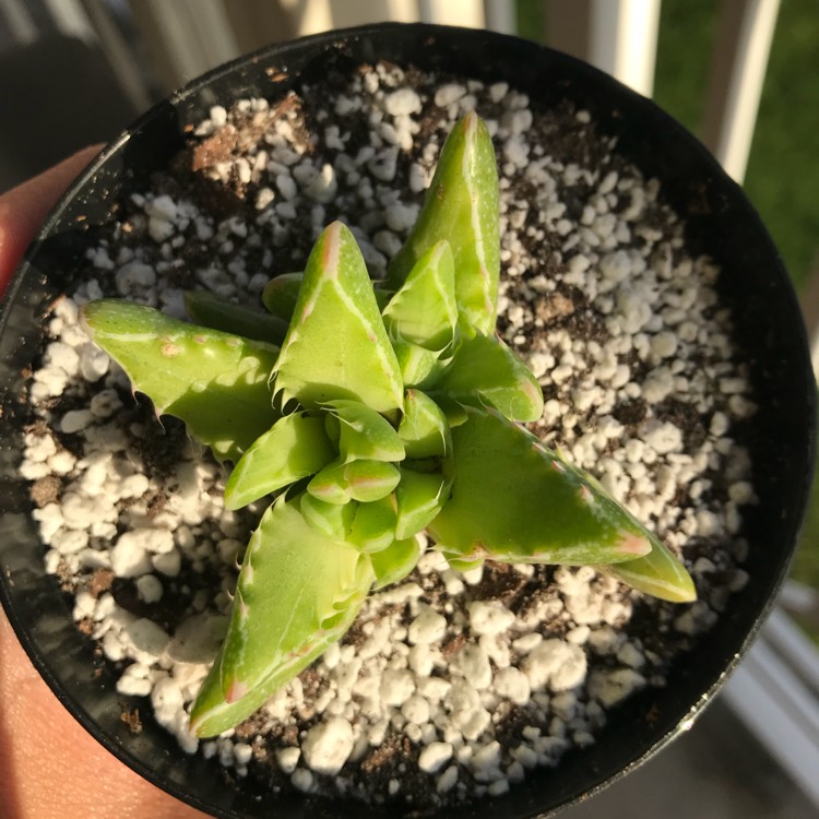 Plant image Faucaria tigrina variegata