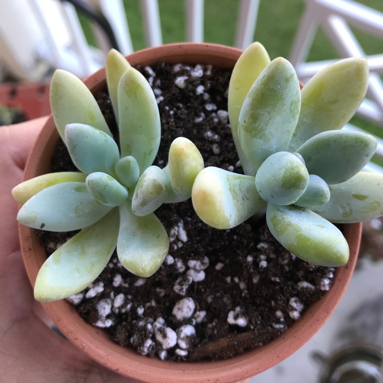 Plant image xSedeveria Blue Giant