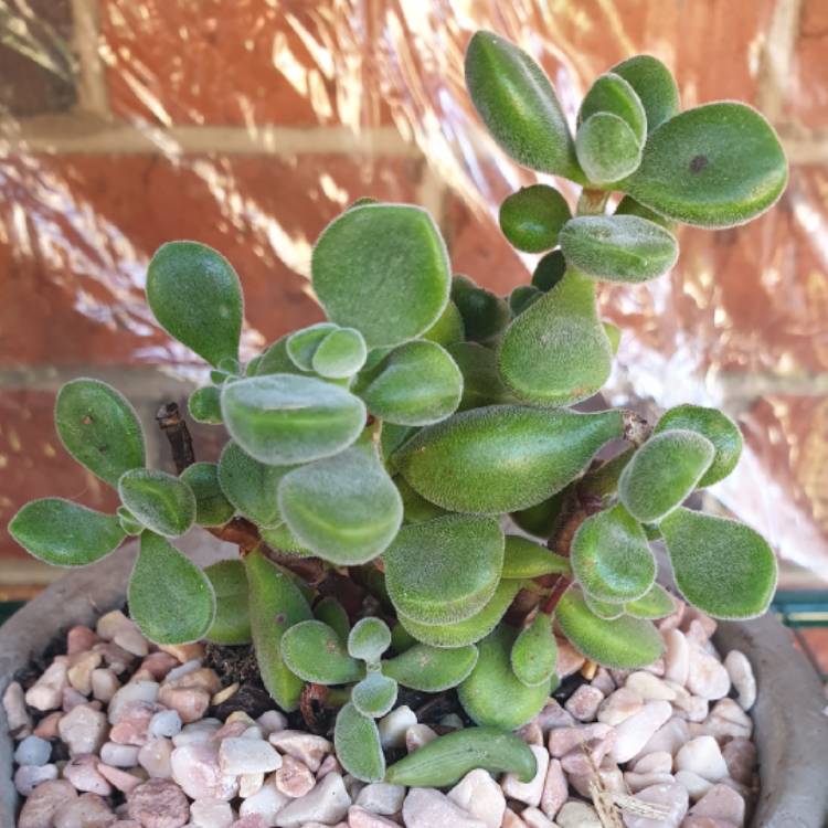 Plant image Crassula rogersii