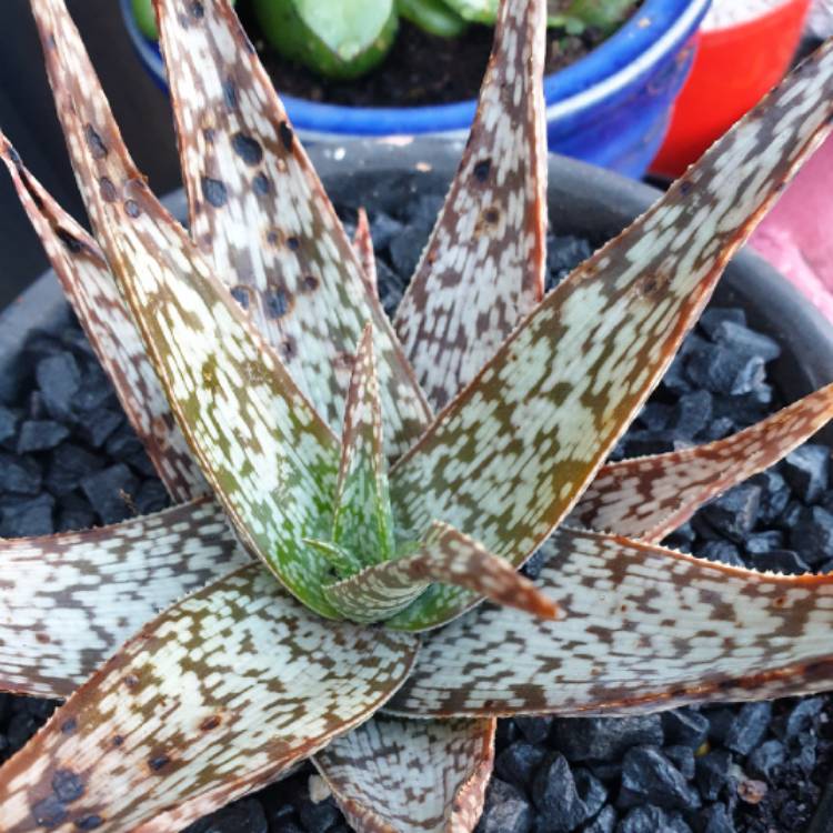 Plant image Aloe hybrid 'White Beauty'