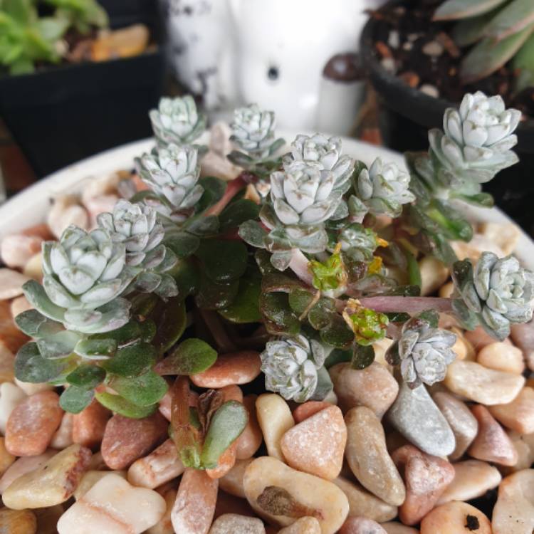 Plant image Sedum spurium 'Silver Blob'