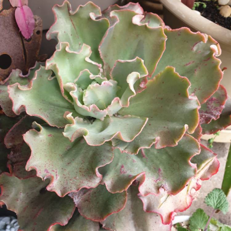 Plant image Echeveria Aquarius