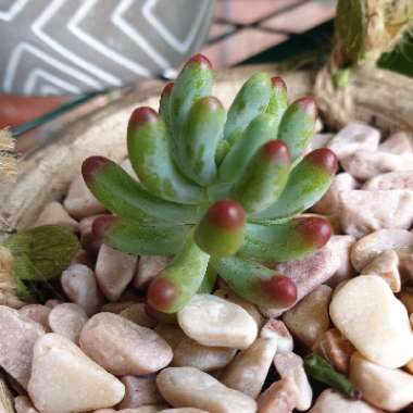 Sedum pachyphyllum