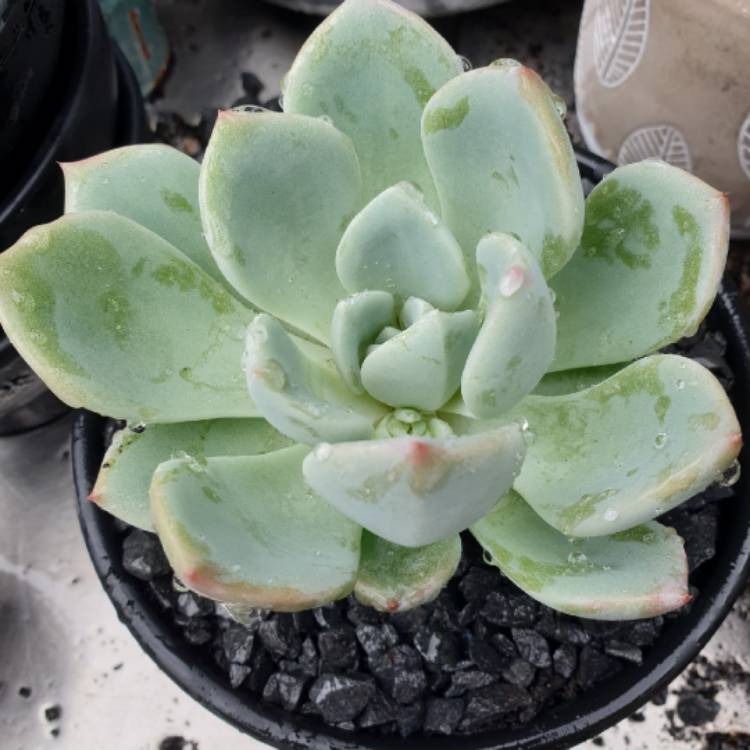 Plant image Echeveria Ghost 61