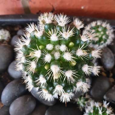 Mammillaria Vetula ssp. Gracillis