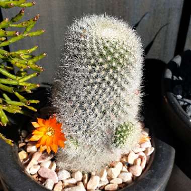 Rebutia fiebrigii 'Muscula' syn. Rebutia muscula