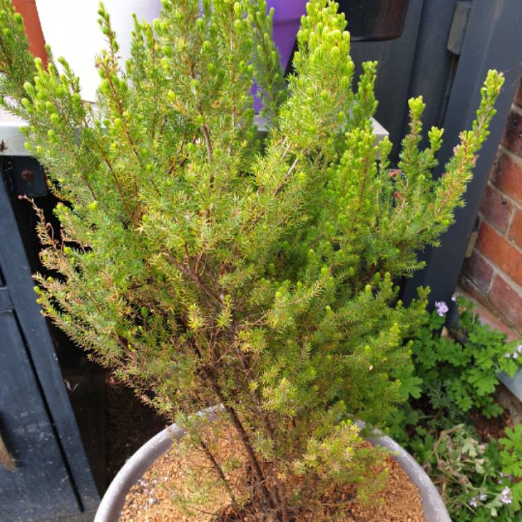 Plant image Boronia crenulata