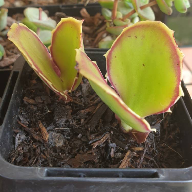 Plant image Kalanchoe Synsepala 'Gremlin'