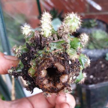 Echinopsis oxygona syn. Echinopsis eyriesii, Echinopsis multiplex, Echinopsis tubiflora