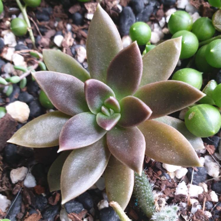 Plant image Echeveria Serrana