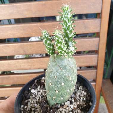 Eve's Needle Cactus