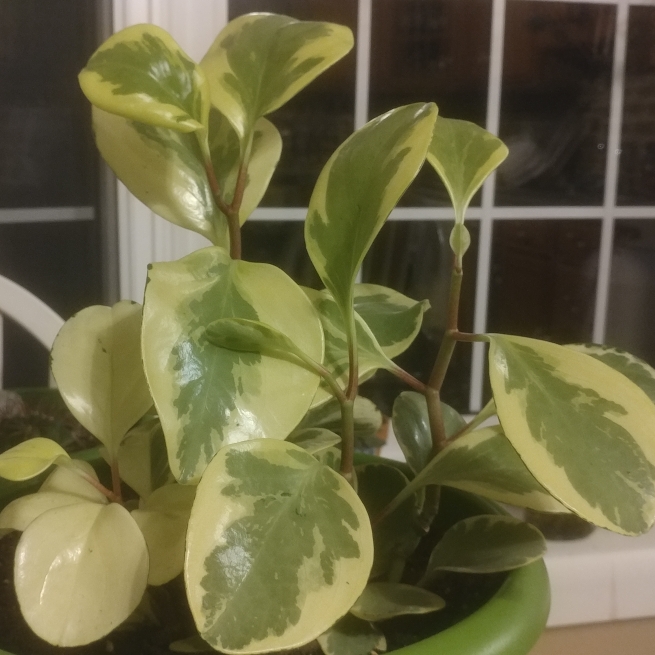 Peperomia Scandens Variegata, Cupid Peperomia 'Variegata' - uploaded by ...