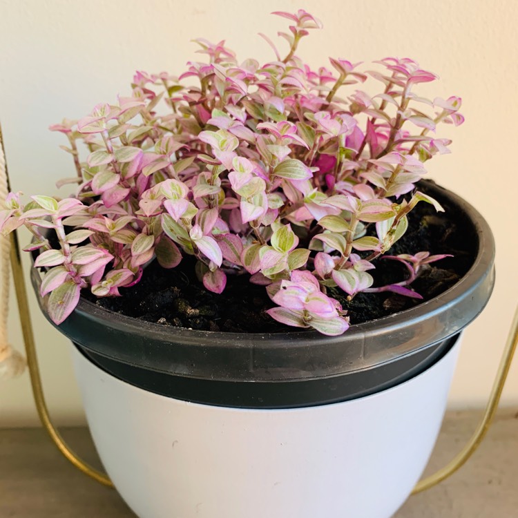 Plant image Callisia repens 'Variegata'