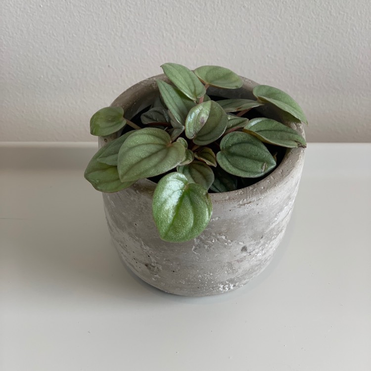 Plant image Peperomia 'Moonlight'