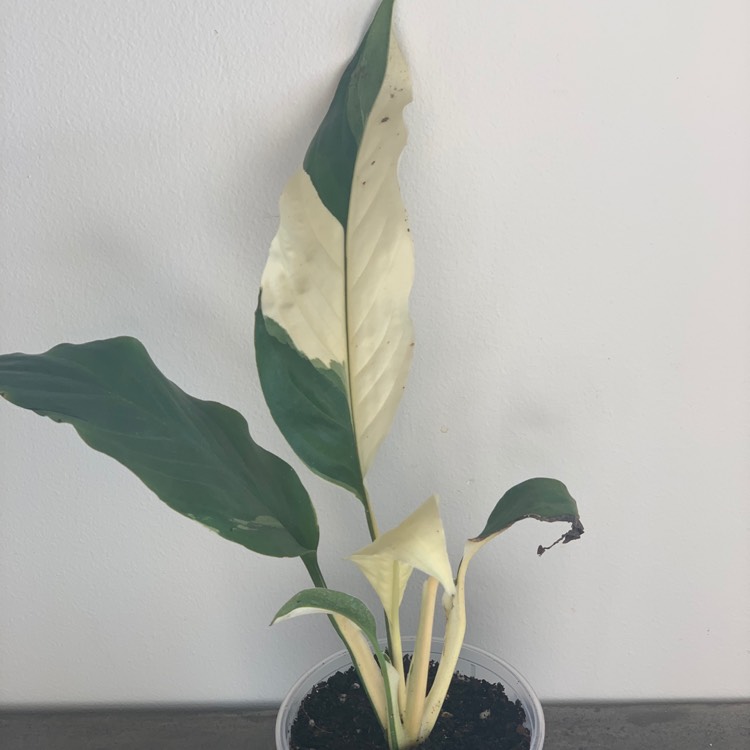 Plant image Spathiphyllum 'Picasso'