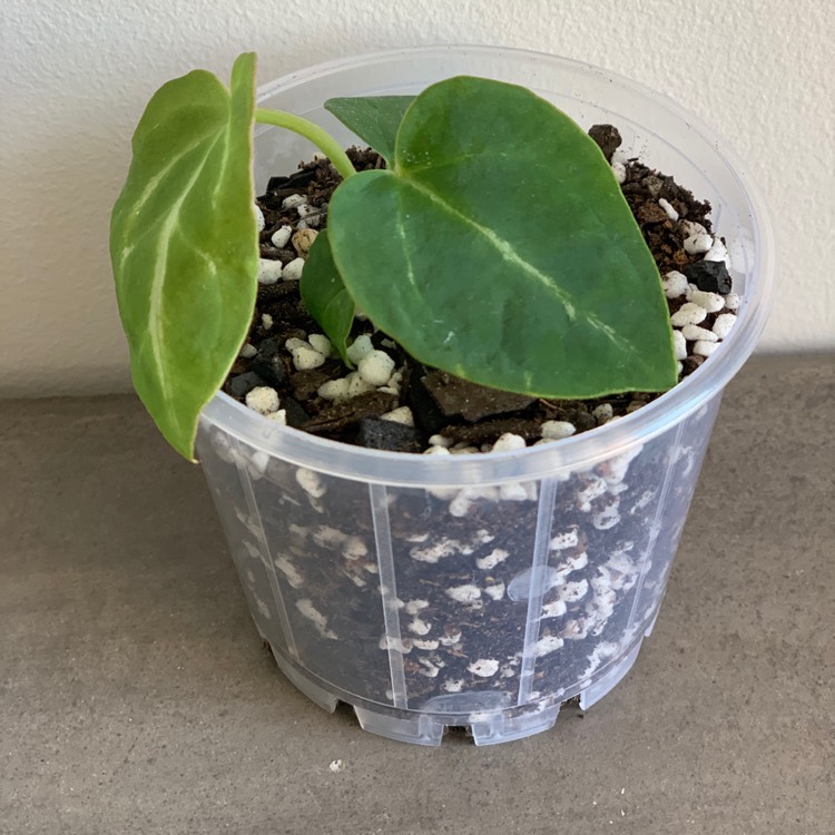 Plant image Anthurium crystallinum