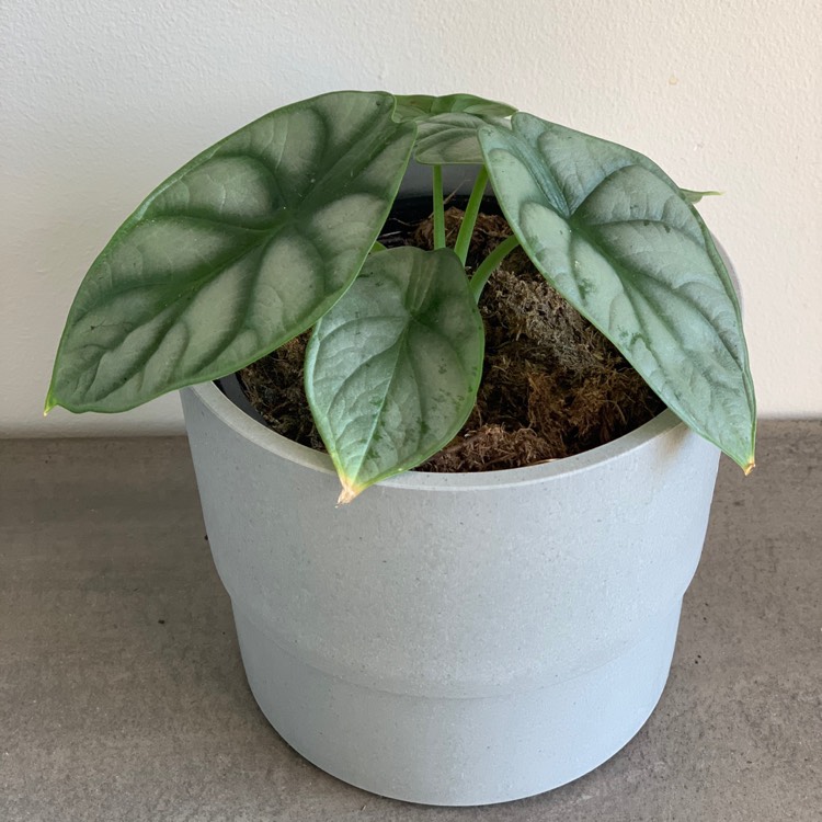 Plant image Alocasia 'Silver Dragon'