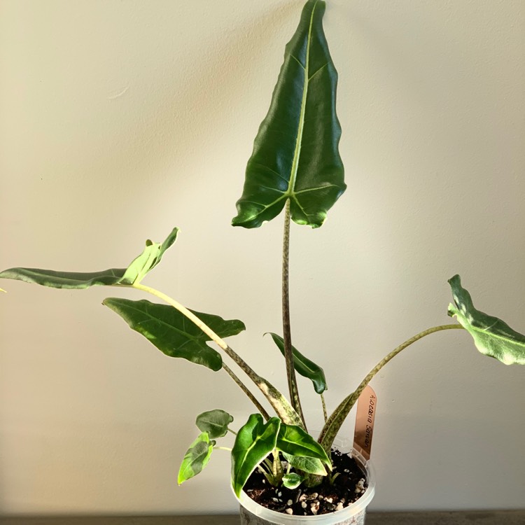 Plant image Alocasia Zebrina Sarian