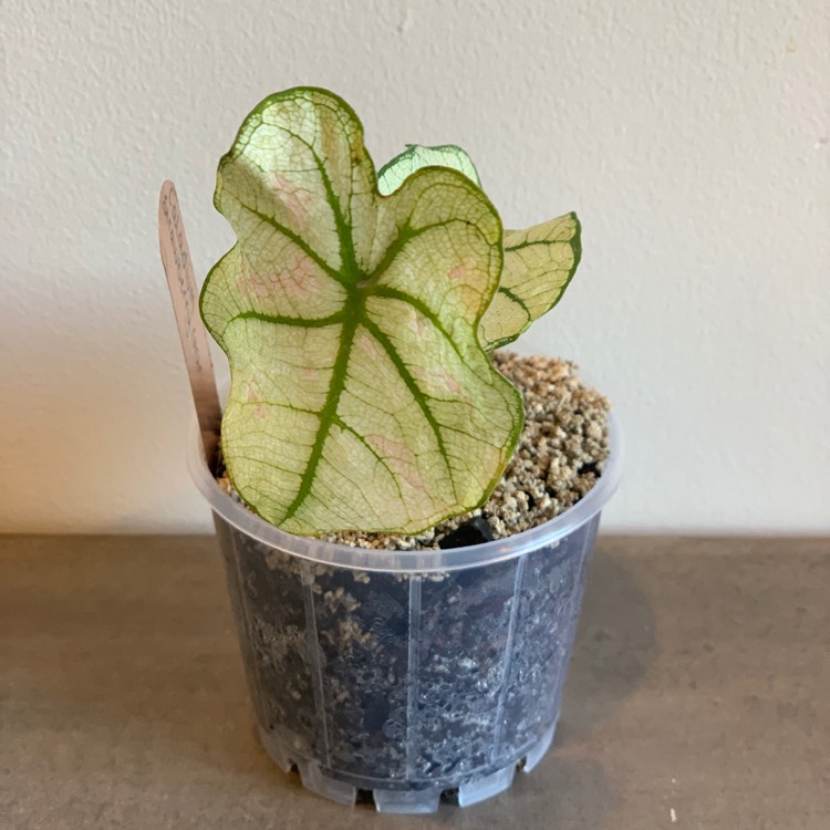 Plant image Caladium 'Strawberry Star'