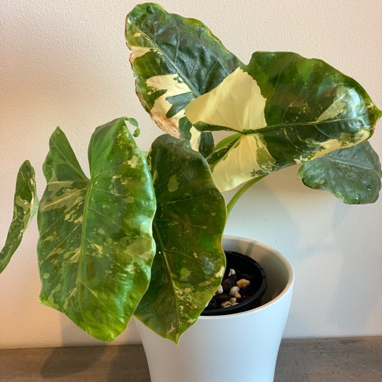 Plant image Alocasia macrorrhizos 'Variegata' syn. Alocasia macrorrhizos 'Albo Variegata'