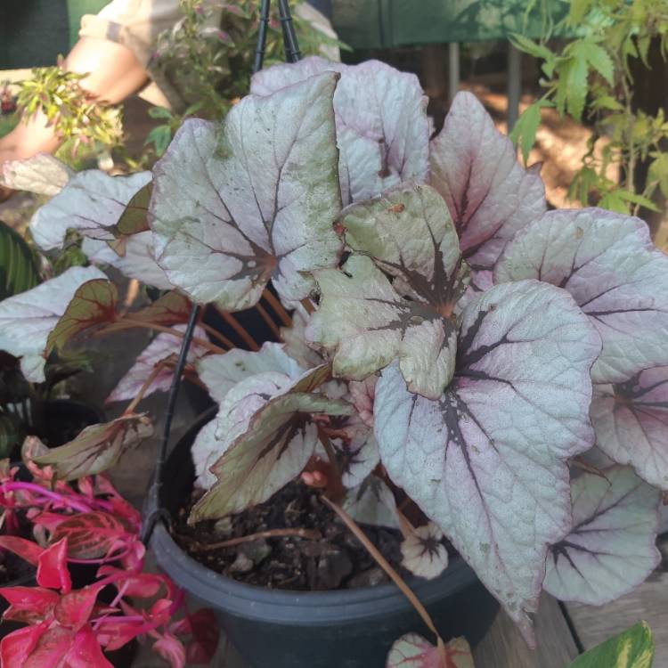 Plant image Begonia (Rex Cultorum Group) 'Fairy' syn. Begonia rex 'Fairy'