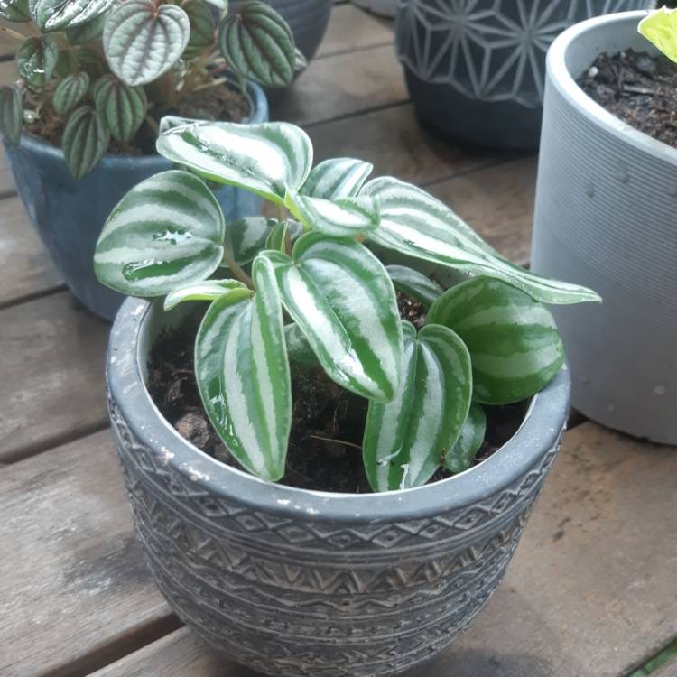 Plant image Peperomia verschaffeltii