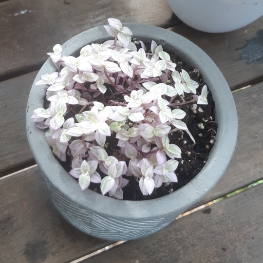 Plant image Callisia repens 'Rosata'