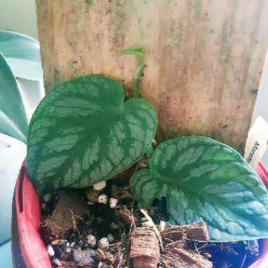 Monstera dubia