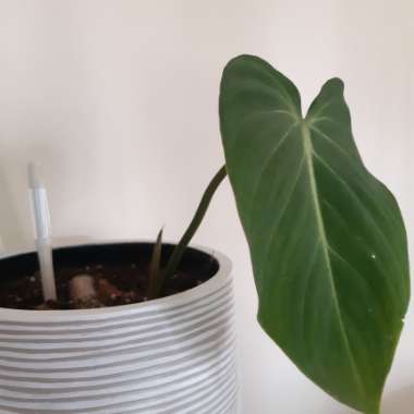 Philodendron gloriosum