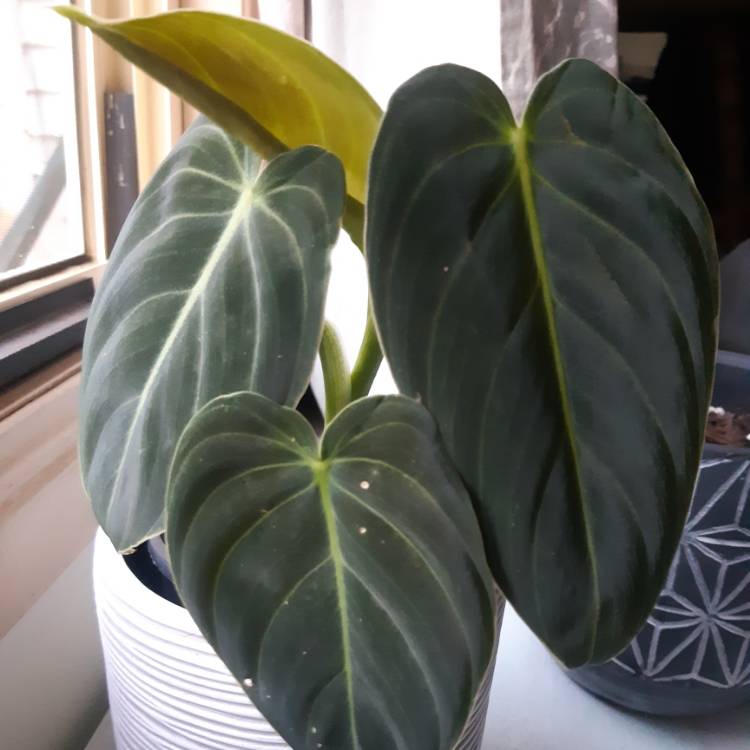 Plant image Philodendron melanochrysum