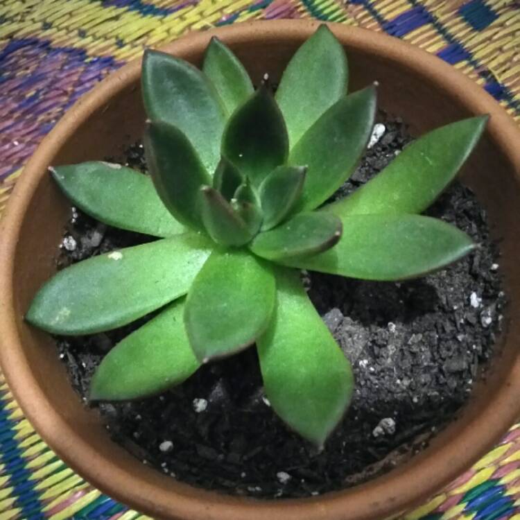 Plant image Echeveria Agavoides Red Tips