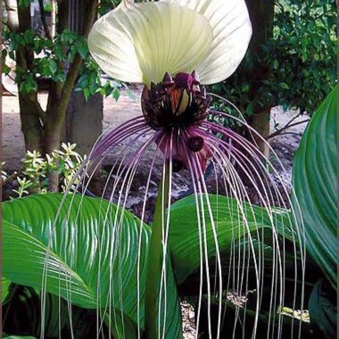 Tacca Integrifolia