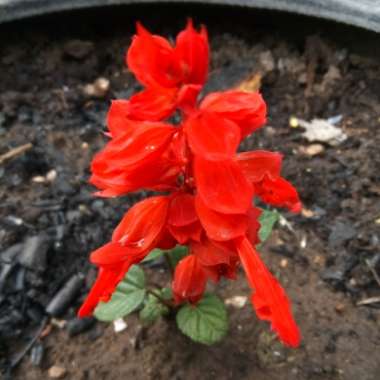 Salvia 'Fireball'