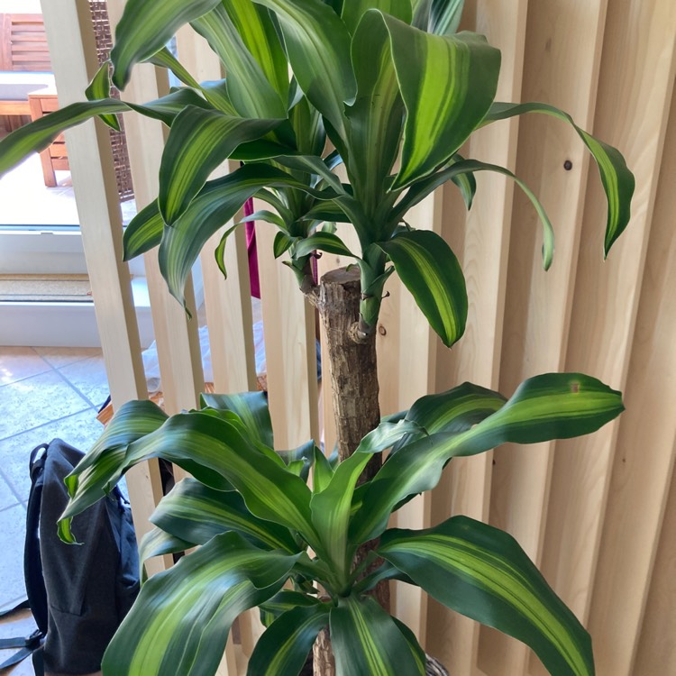 Plant image Dracaena fragrans 'Yellow Coast'