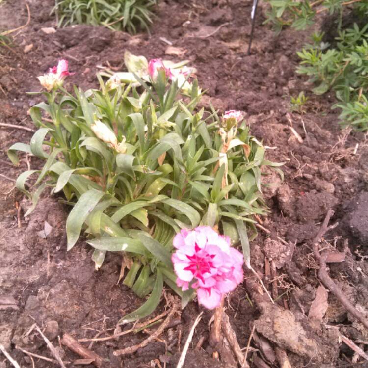 Plant image Dianthus caryophyllus 'Raspberry Ripple'