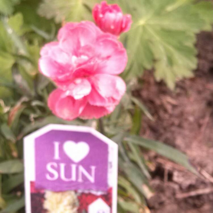 Plant image Dianthus caryophyllus 'Suncharm Scarlet'