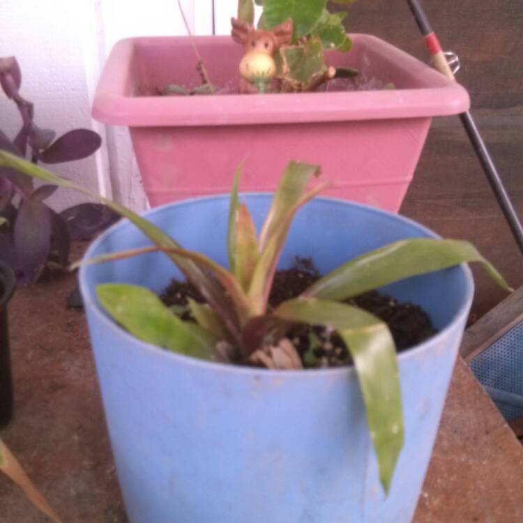 Plant image Aechmea 'Recurvata'