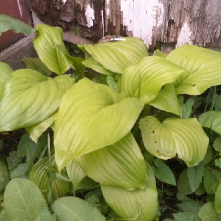 Plant image Hosta 'Sum and Substance'