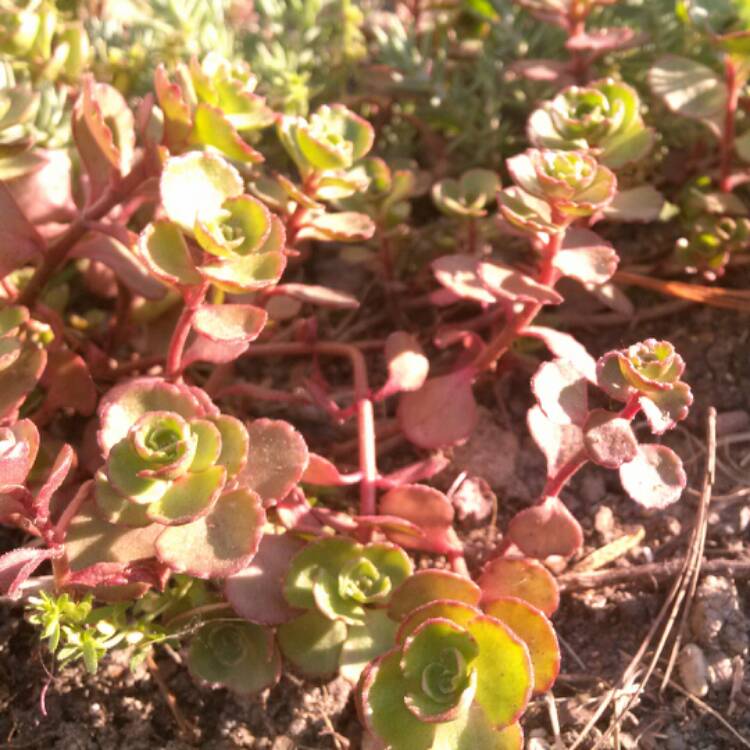 Plant image Hylotelephium Sieboldii var. Sieboldii