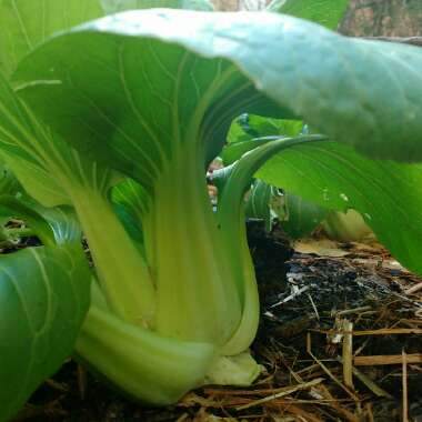 Brassica Rapa var Chinensis