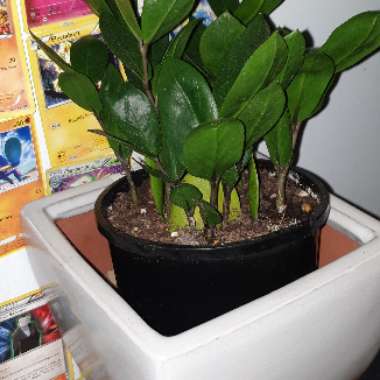 Zamioculcas zamiifolia