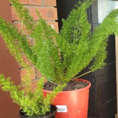 Foxtail Fern 'Myersii'