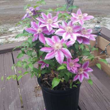 Clematis 'Dr Ruppel'