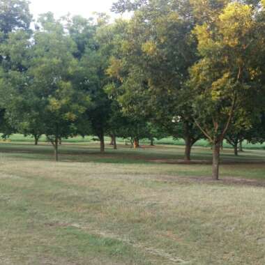 Carya Illinoinensis 'Desirable'