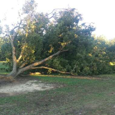 Carya Illinoinensis 'Desirable'